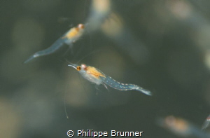 Very small shrimp 6mm, adult size. In the Geneva lake. by Philippe Brunner 